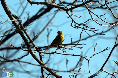 Птица овсянки утеса на камне Стоковое Изображение - изображение  насчитывающей птиц, испания: 87307999