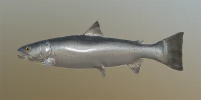 Рыбалка на Северной Сайме с Old School Trolling: Рыбалка из озерного лосося  и кумжу на озере Сайма