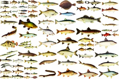 Озерная рыба стала причиной вспышки \"гаффской болезни\" в Тюменской области  - РИА Новости, 13.11.2019
