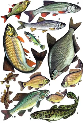 Old School Trolling | Рыбалка на Озеро Сайма, Оривеси, Йоэнсуу, Ряаккюля,  Липери, Савонранта, Энонкоски, Керимяки, Савонлинна и Пункахарью