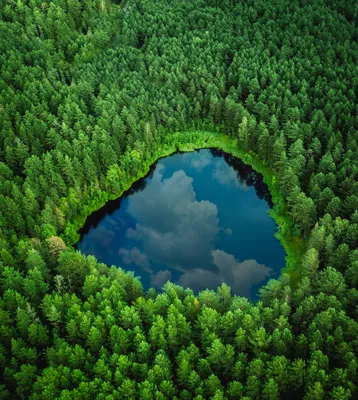 Озеро в лесу - Фото с высоты птичьего полета, съемка с квадрокоптера -  PilotHub