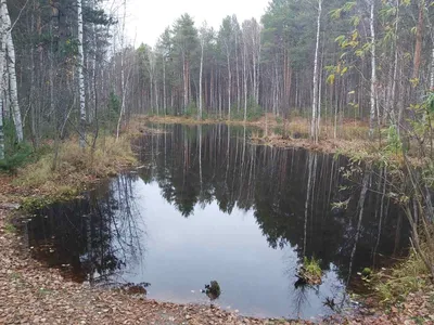 Озеро в лесу | Озера, Лес, Озеро