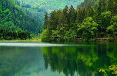 Вальдзее Лес Озеро - Бесплатное фото на Pixabay - Pixabay