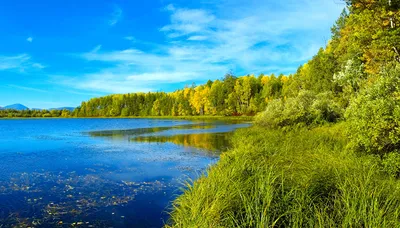 Весна на озере в лесу. Фотограф Александр Березуцкий