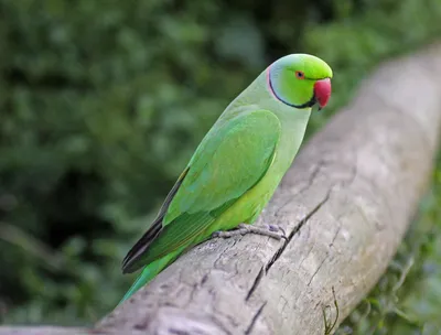 Ожереловый попугай самка и самец фото фото