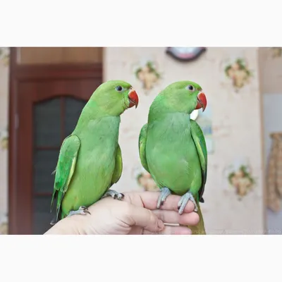 Продам/купить ожереловый попугай ручной птенец выкормыш самец 3 месяца —  PetsRU