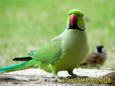 Ожереловый попугай: описание, фото, характер, условия содержания