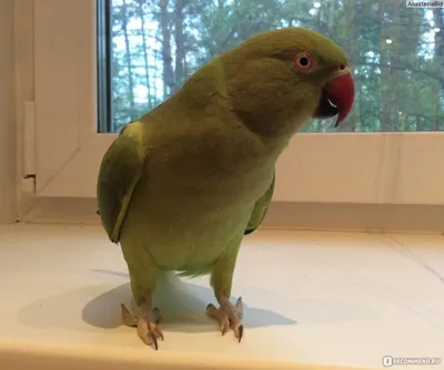 Ожереловый попугай - «Ох уж эти ожерелики)» | отзывы