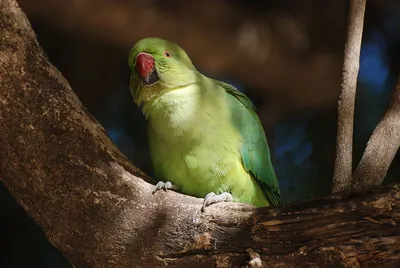 Ожереловые попугаи - распространенные домашние питомцы - Marchelache