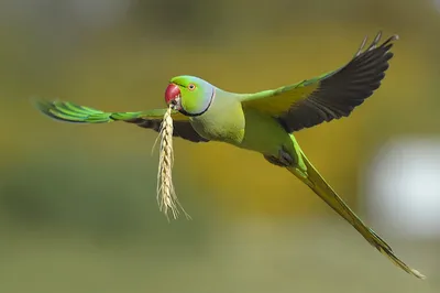Ожереловый попугай: 🦜 Внешний вид и породы | Pet7