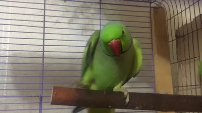 Ожереловые попугаи Половое поведение - YouTube
