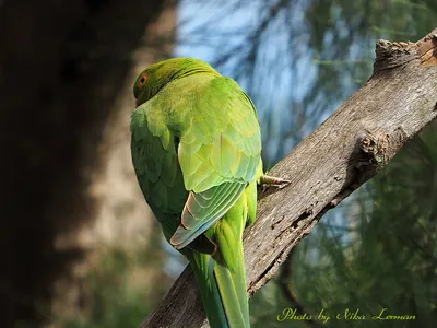 Ожереловые попугаи в дикой природе | Nika Lerman | Дзен