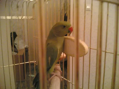 Ожереловый попугай самка - 72 фото