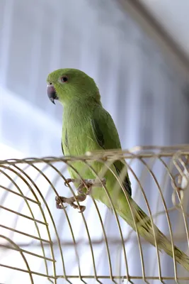 Ожереловый попугай | Зоомагазин в Караганде