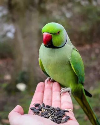 Ожереловые попугаи – особенности, размножение, содержание и уход, фото