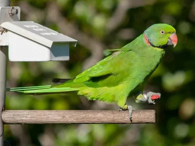 Ожереловые попугаи — легенда Губернаторского садика