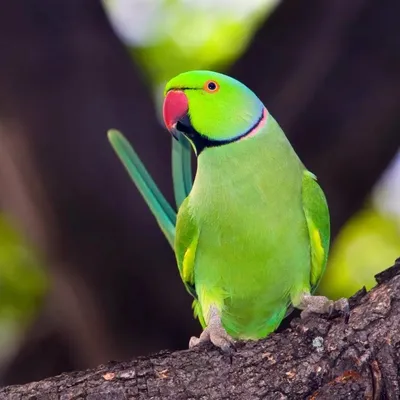 Ожереловый попугай или Индийский кольчатый попугай.. Статьи компании  «\"AfrikanParrot\" - Предлагает: попугаи, клетки, вольеры, игровые присады и  т.д!!!»