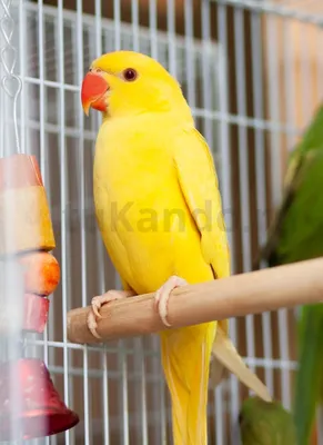 Самка ожерелового попугая - картинки и фото poknok.art