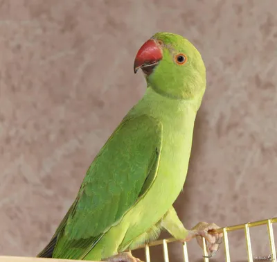 Самка ожерелового попугая - картинки и фото poknok.art