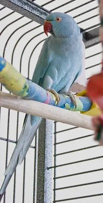 Ожереловый попугай Крамера или Индийский кольчатый попугай - все о виде на  wikiet