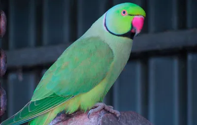 Ожереловый попугай Крамера или Индийский кольчатый попугай - все о виде на  wikiet