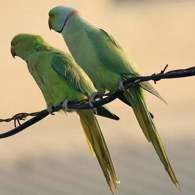 Знакомство с пернатыми и разноцветными попугаями. — МБУДО «Межшкольный  учебный комбинат»