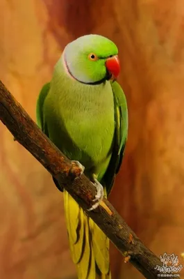Ожереловый попугай, фото, видео, отзывы, содержание.