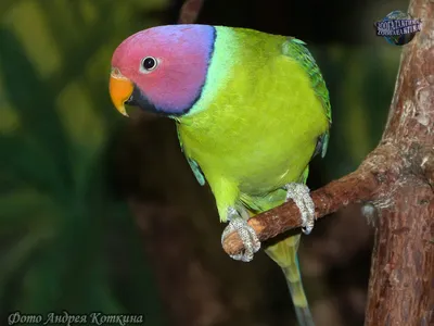 Все об ожереловых попугаях | Facebook