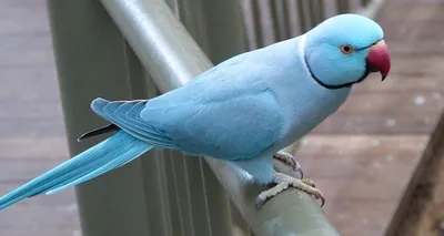 Сливоголовый кольчатый попугай - Кольчатые попугаи | Некоммерческий  учебно-познавательный интернет-портал Зоогалактика