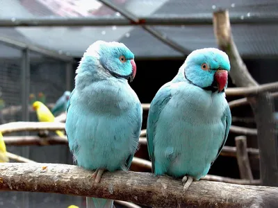 Окрасы ожереловых попугаев - картинки и фото poknok.art