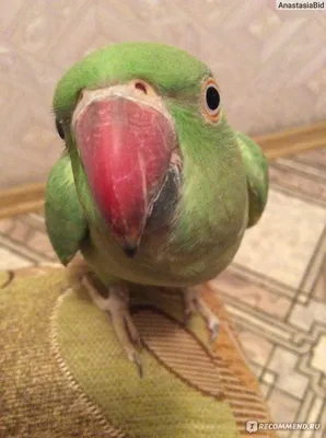 Ожереловый попугай — очень грациозная и изящная птица средних размеров. -  купить по лучшей цене в Киеве от компании \"Gold Birds\" - 562705255