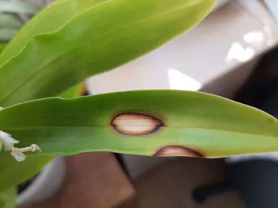 Тепловой ожог/ Орхидеи фаленопсис/ Как лечить? - YouTube