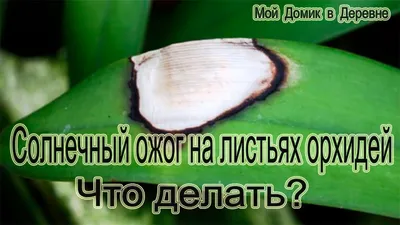 Пятна на листьях фаленопсиса: темные, черные, коричневые, вдавленные,что  делать, когда на цветках фаленопсиса появились мохнатые белые пятна