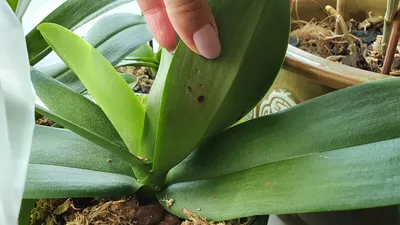 Орхидея фаленопсис: выращивание в комнатных условиях, уход и размножение.  Фотографии