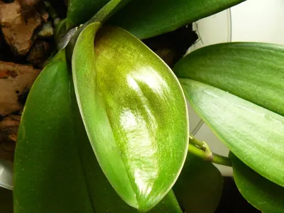 Желтые пятна на листьях орхидей - Форум цветоводов Фрау Флора
