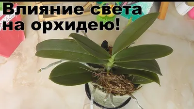 пятна на листьях - Форум - Фаленопсис гибридный - Фаленопсис - Орхидеи -  Комнатные растения - GreenInfo.ru