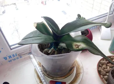 Заболевание на лист орхидеи Стоковое Фото - изображение насчитывающей  орхидеи, деталь: 136925630