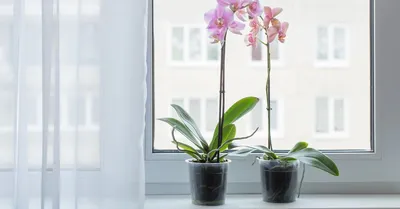 Янтарная кислота и восстановление тургора листьев орхидей