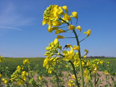 МИРАНДА - новый гибрид озимого рапса! | Mas Seeds