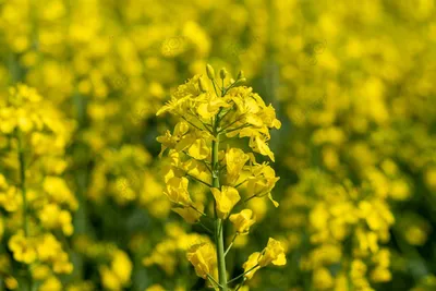 Технология выращивания озимого рапса в Украине. Озимый рапс: особенности  выращивания и удобрения
