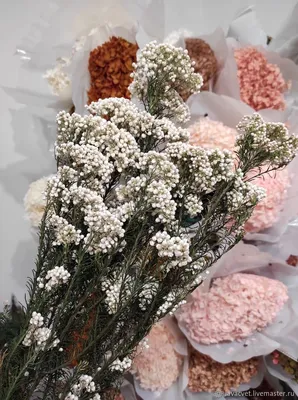 Dried Flowers Shop - Озотамнус кофейный нюд