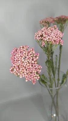 Озотамнус стабилизированный нежно-розовый - купить в магазине | Dried  Flowers Moscow