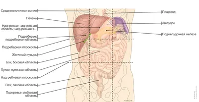 Паховые грыжи | FDMClinic.com