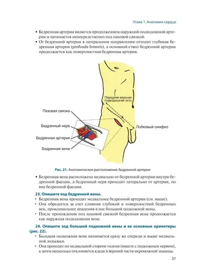 Лучевая анатомия (КТ, МРТ анатомия) сосудов, лимфатических узлов, нервов  полости таза