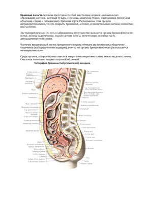 Calaméo - Анатомия человека Большой популярн атлас Билич 2015, 144с (1)