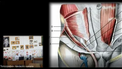 Мышцы живота и спины, паховый канал - презентация онлайн