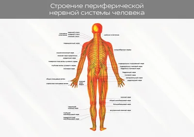 Как вывести герпес из организма навсегда. Быстрое лечение герпеса |  Мегаптека.ру