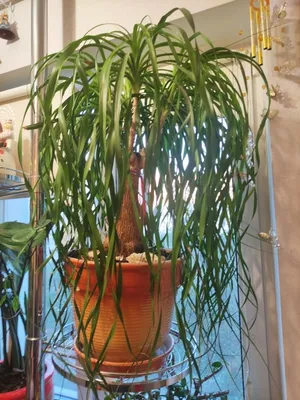 Пальма Нолина Шар купить недорого в Москве | Комнатное растение пальма  Нолина Шар в интернет-магазине с доставкой по РФ