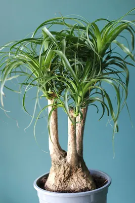 Нолина, пальма из пустыни | Комнатные цветы, Сад на балконе, Органическое  садоводство