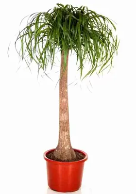 Пальма Нолина купить недорого в Москве | Комнатное растение пальма Нолина в  интернет-магазине с доставкой по РФ